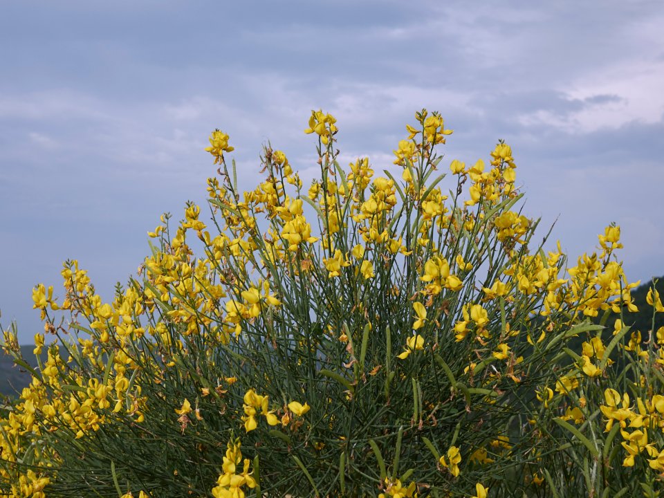 Brnistra - Istrska lepotica