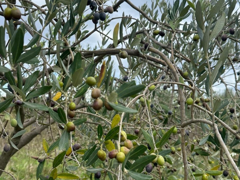 Ekolo&scaron;ko kmetijstvo - Pobiranje oljk