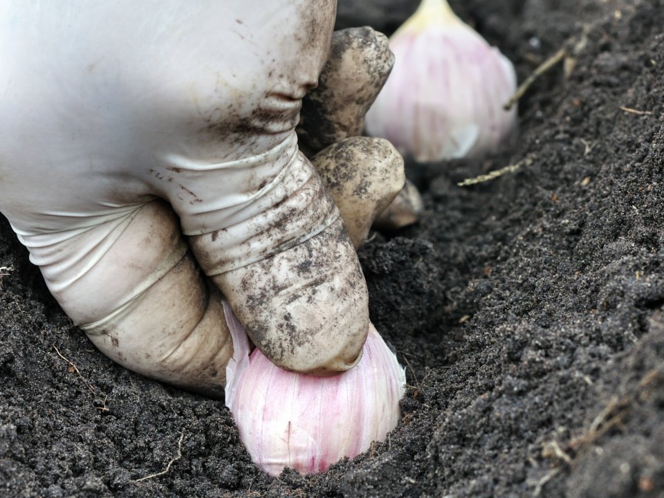 Ekolo&scaron;ko vrtnarjenje v jeseni - Pripravite vrt na zimo