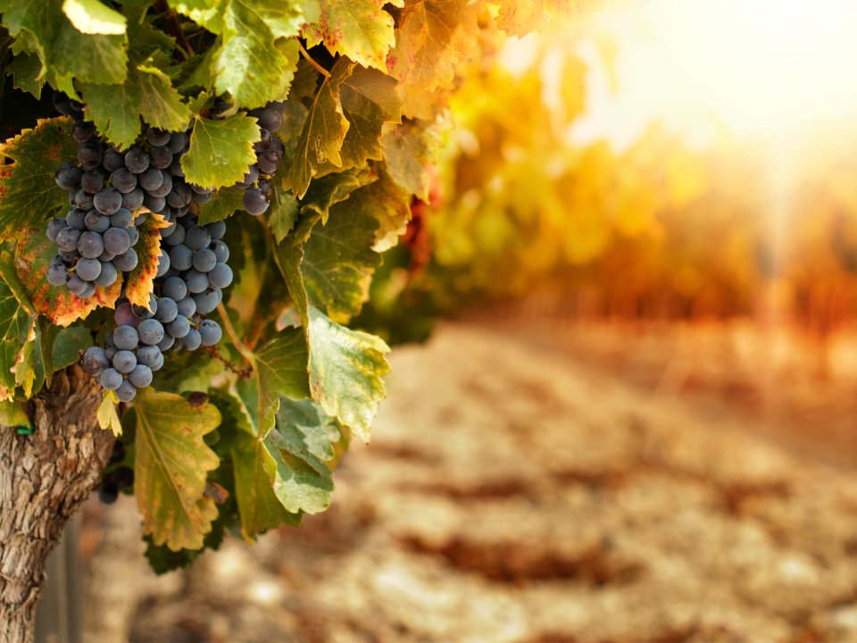 V Istri nimamo vinogradov...imamo vinjo.