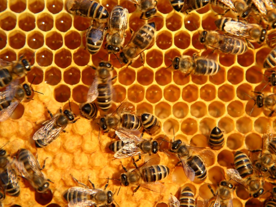 Obeležitev Svetovnega dneva čebel 