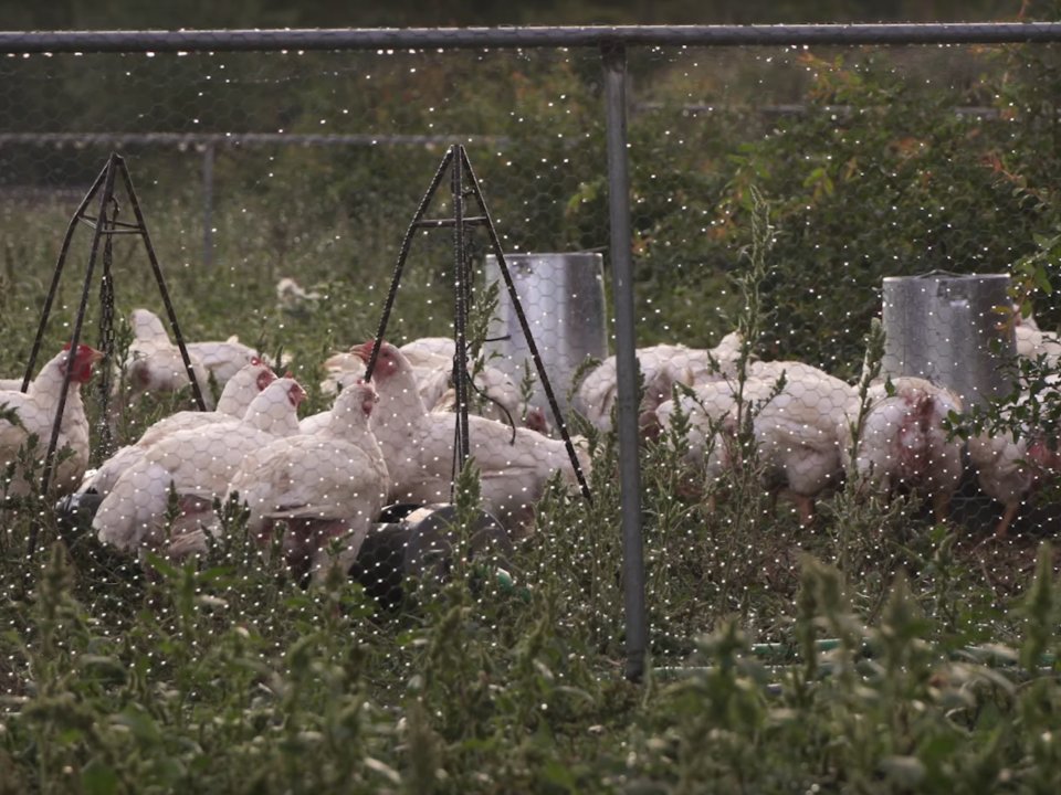 Primer dobre prakse: Projekt Polyfarming