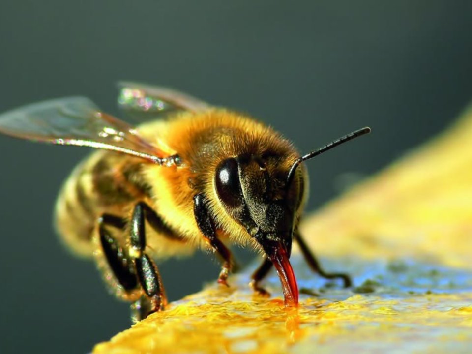 20. december - dan, ko so čebelarji dobili Svetoni dan čebel