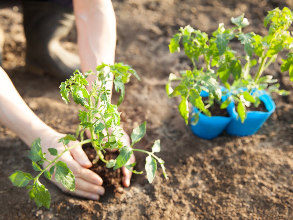 Maj &ndash; čas za delo na vrtu in dobre sosede med vrtninami