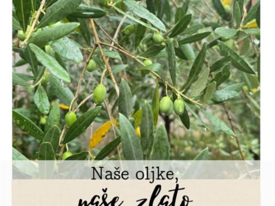 Oljke, na&scaron;e zlato